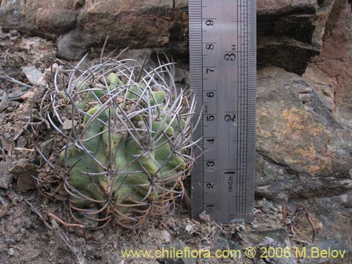 Image of Eriosyce paucicostata ssp. echinus (). Click to enlarge parts of image.