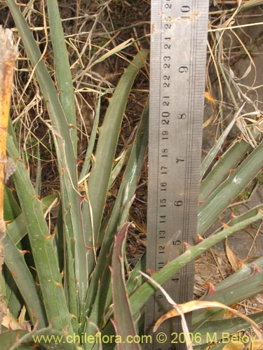 Bild von Puya boliviensis (). Klicken Sie, um den Ausschnitt zu vergrössern.