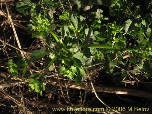 Image of Apium sp. #1505 (Apio). Click to enlarge parts of image.