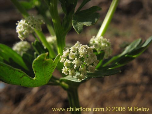 Image of Apium sp. #1505 (Apio). Click to enlarge parts of image.