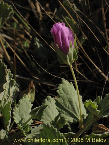 Image of Palaua concinna (). Click to enlarge parts of image.