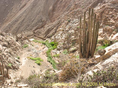 Image of Eulychnia iquiquensis (Copao). Click to enlarge parts of image.