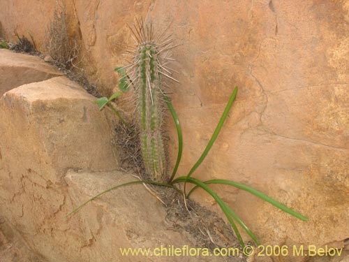 Image of Eulychnia iquiquensis (Copao). Click to enlarge parts of image.