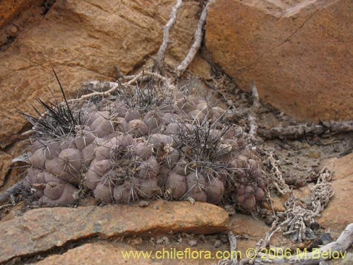 Image of Copiapoa humilis ssp. humilis (). Click to enlarge parts of image.