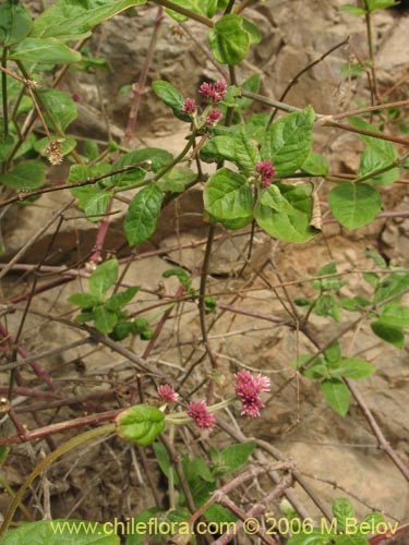 Bild von Alternanthera junciflora (Rubí). Klicken Sie, um den Ausschnitt zu vergrössern.