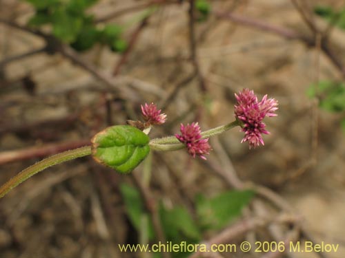 Bild von Alternanthera junciflora (Rubí). Klicken Sie, um den Ausschnitt zu vergrössern.