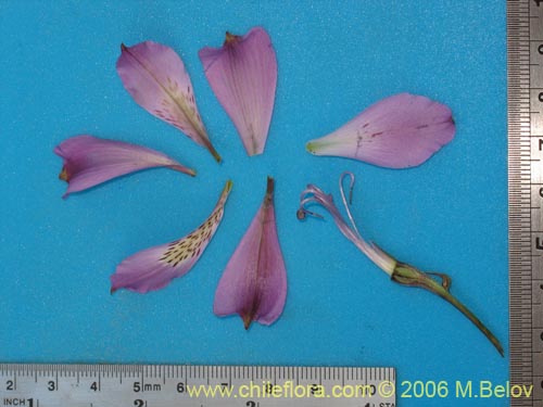 Imágen de Alstroemeria violacea (Lirio del campo). Haga un clic para aumentar parte de imágen.