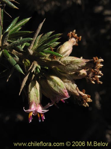 Image of Asteraceae sp. #1890 (Parafina). Click to enlarge parts of image.