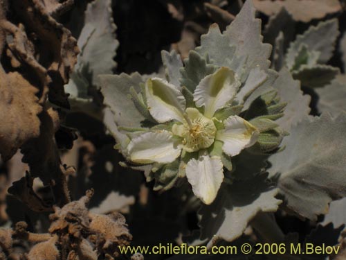 Image of Loasa fruticosa (). Click to enlarge parts of image.