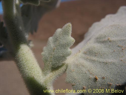 Image of Loasa fruticosa (). Click to enlarge parts of image.