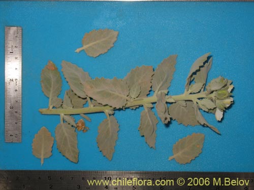 Image of Loasa fruticosa (). Click to enlarge parts of image.