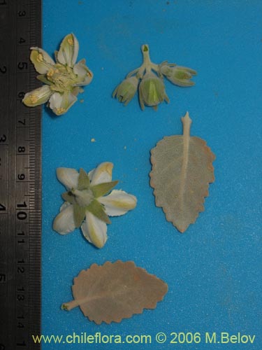 Image of Loasa fruticosa (). Click to enlarge parts of image.
