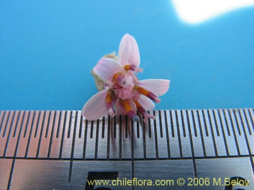 Imágen de Asteraceae sp. #1890 (Parafina). Haga un clic para aumentar parte de imágen.