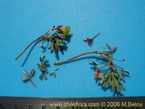 Image of Oxalis ericoides (). Click to enlarge parts of image.