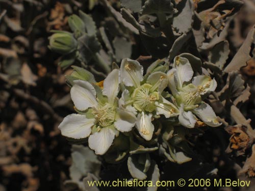 Image of Loasa fruticosa (). Click to enlarge parts of image.