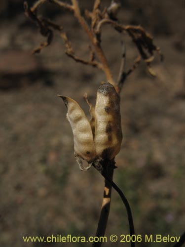 Schizanthus sp. #1204的照片