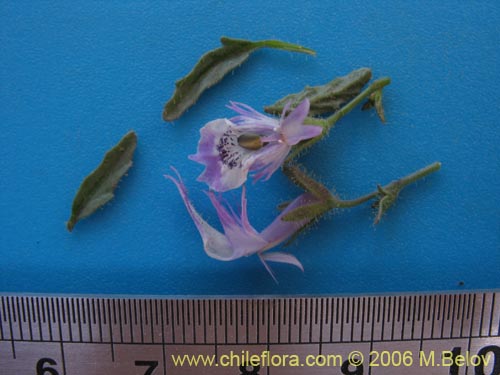 Schizanthus sp. #1204的照片