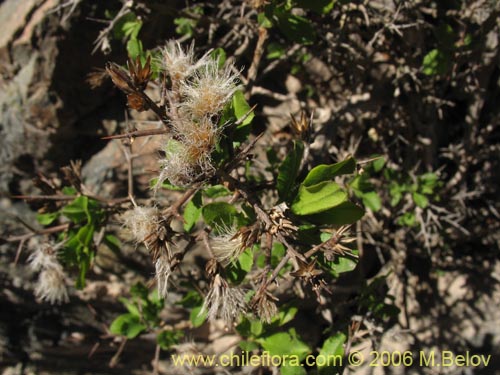 Bild von Proustia cuneifolia (). Klicken Sie, um den Ausschnitt zu vergrössern.