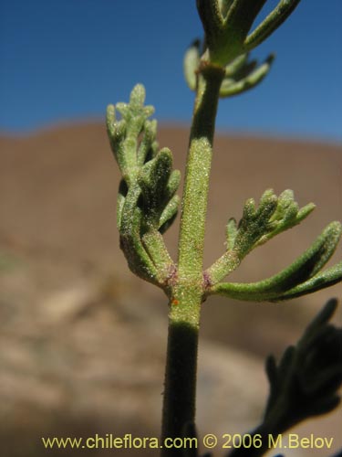 Bild von Teucrium bicolor var. paposana (). Klicken Sie, um den Ausschnitt zu vergrössern.