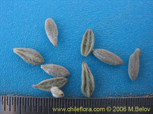 Balbisia peduncularis的照片