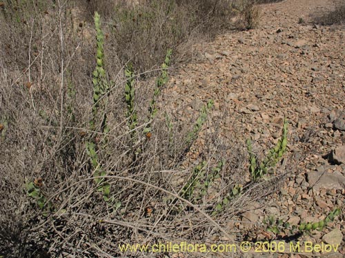 Image of Monttea chilensis var. taltalensis (Uvillo). Click to enlarge parts of image.