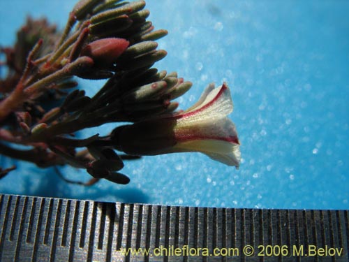 Bild von Oxalis caesia (). Klicken Sie, um den Ausschnitt zu vergrössern.