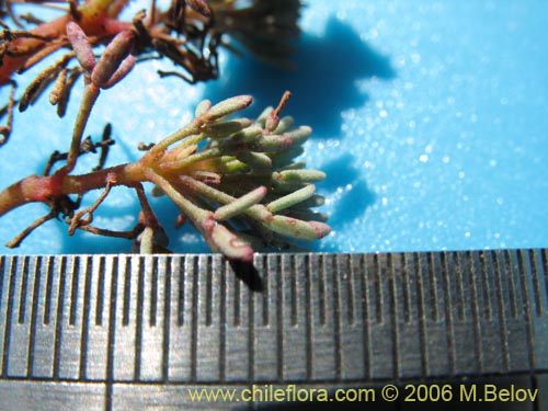 Bild von Oxalis caesia (). Klicken Sie, um den Ausschnitt zu vergrössern.