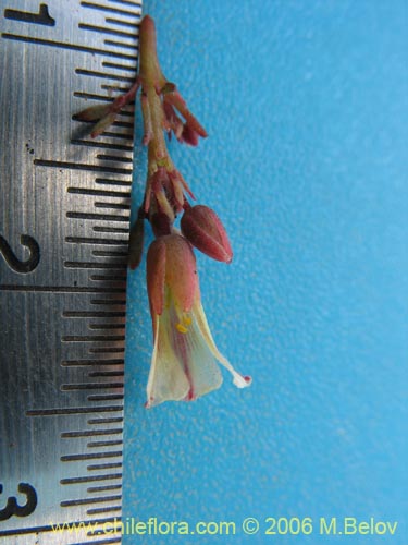 Bild von Oxalis caesia (). Klicken Sie, um den Ausschnitt zu vergrössern.