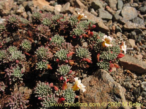 Bild von Oxalis caesia (). Klicken Sie, um den Ausschnitt zu vergrössern.