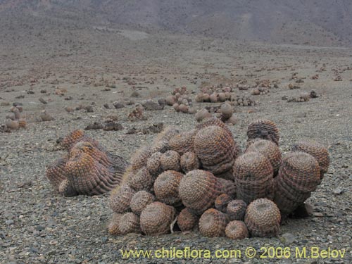 Bild von Copiapoa cinerea ssp. haseltoniana (). Klicken Sie, um den Ausschnitt zu vergrössern.