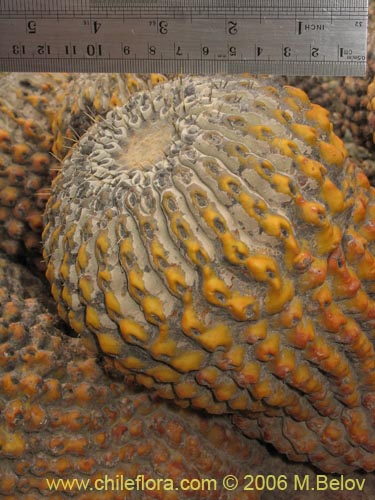 Bild von Copiapoa cinerea ssp. haseltoniana (). Klicken Sie, um den Ausschnitt zu vergrössern.