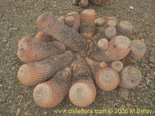 Bild von Copiapoa cinerea ssp. haseltoniana (). Klicken Sie, um den Ausschnitt zu vergrössern.