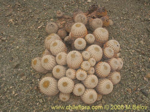 Bild von Copiapoa cinerea ssp. haseltoniana (). Klicken Sie, um den Ausschnitt zu vergrössern.