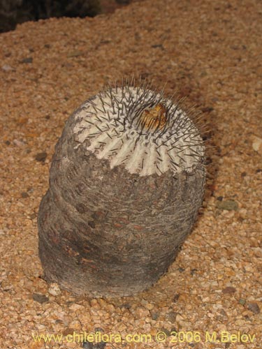 Copiapoa cinerea ssp. columna-albaの写真