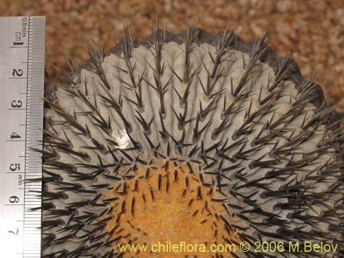 Copiapoa cinerea ssp. columna-albaの写真