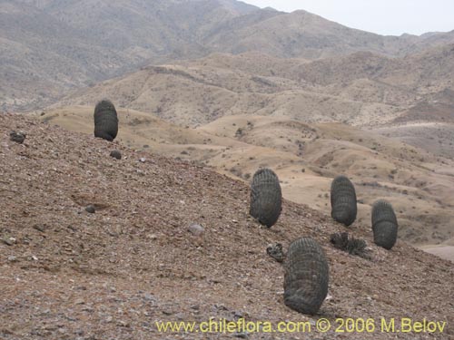Copiapoa cinerea ssp. columna-albaの写真