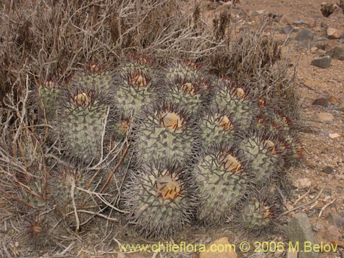 Copiapoa longistamineaの写真
