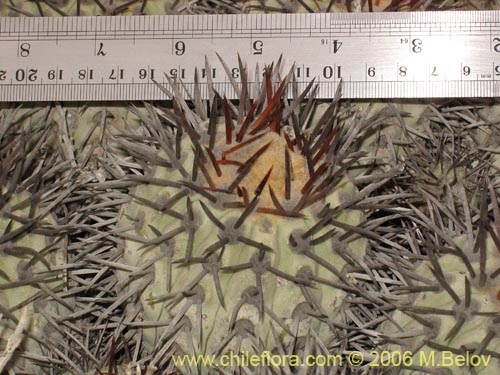 Copiapoa longistamineaの写真