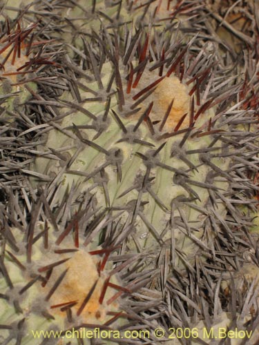 Copiapoa longistamineaの写真