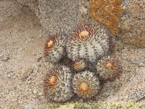 Copiapoa longistamineaの写真