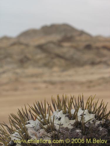 Copiapoa longistamineaの写真