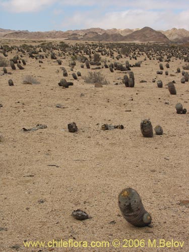 Copiapoa cinerea ssp. columna-albaの写真