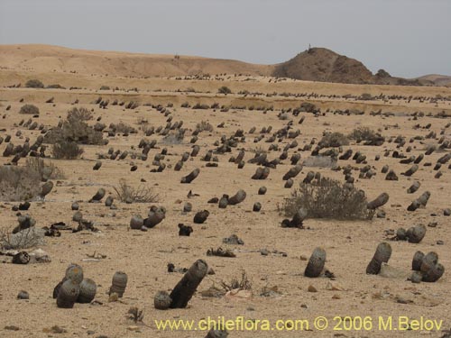 Copiapoa cinerea ssp. columna-albaの写真