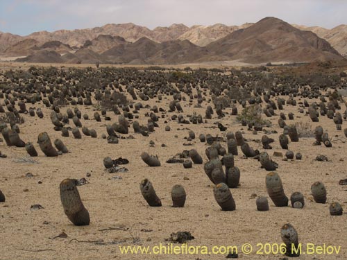 Copiapoa cinerea ssp. columna-albaの写真