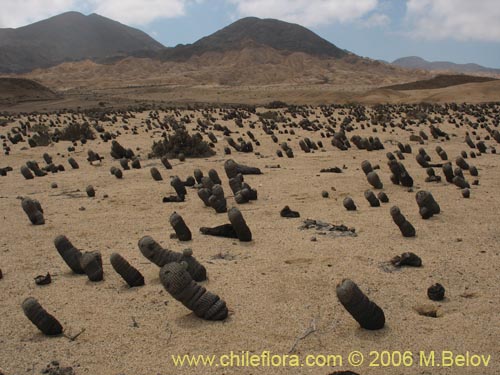 Copiapoa cinerea ssp. columna-albaの写真