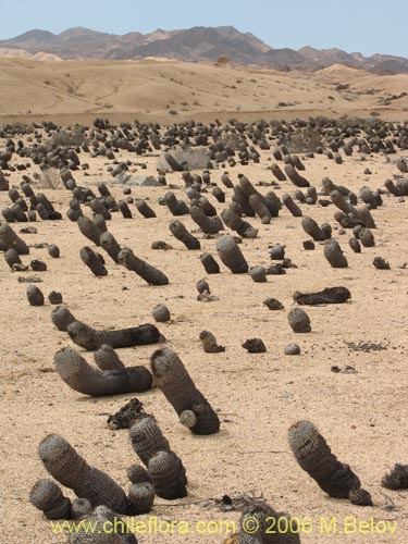 Copiapoa cinerea ssp. columna-albaの写真