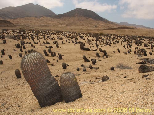 Copiapoa cinerea ssp. columna-albaの写真