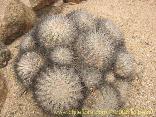 Image of Copiapoa cinerascens (). Click to enlarge parts of image.