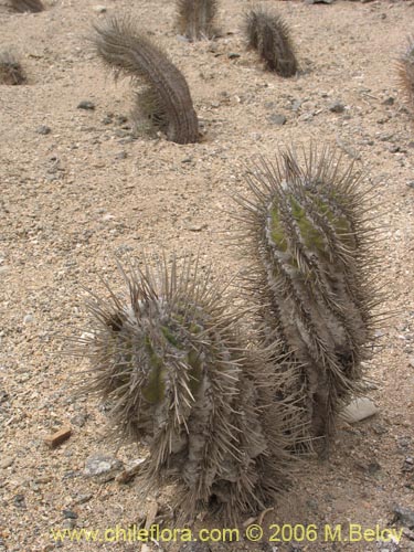 Copiapoa marginataの写真