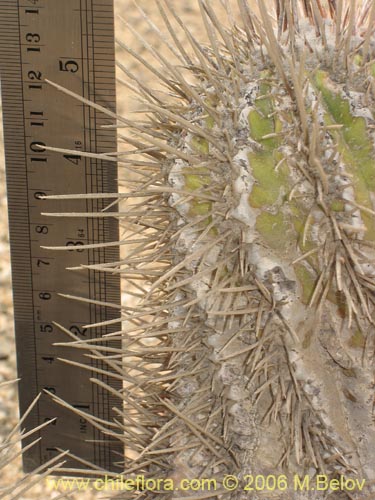 Copiapoa marginataの写真